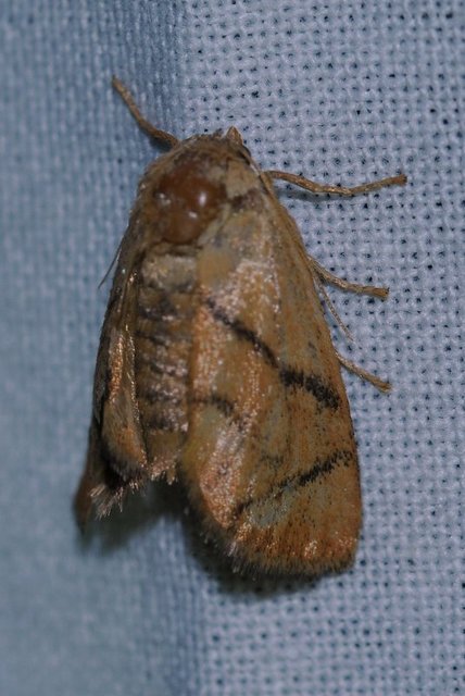 Apoda limacodes - kagylólepke