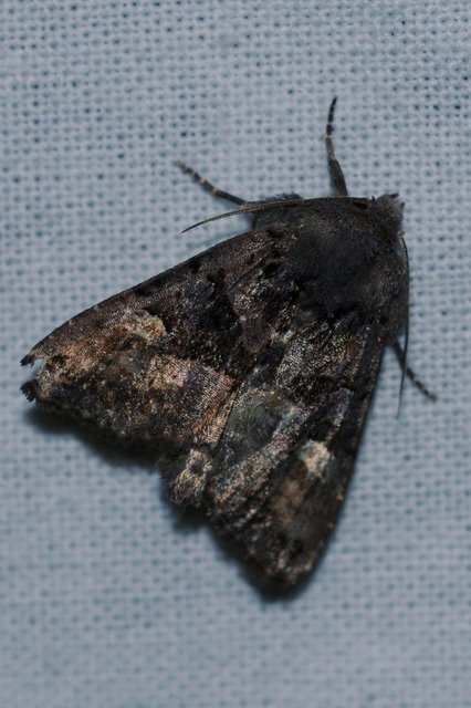 Euplexia lucipara - szeder-csipkésbagoly