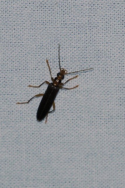 Nacerdes carniolica - karnóliai álcincér