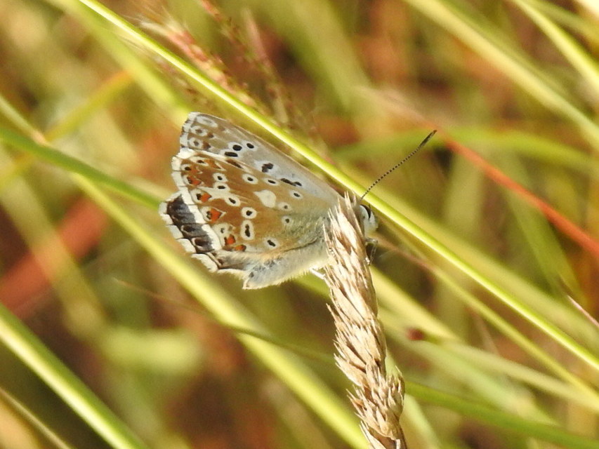 Polyommatus coridon - ezüstkék boglárka