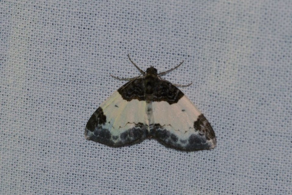 Mesoleuca albicillata - tarka fűzfaaraszoló