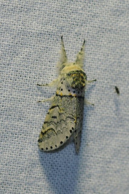 Furcula furcula - szürke púposszövő
