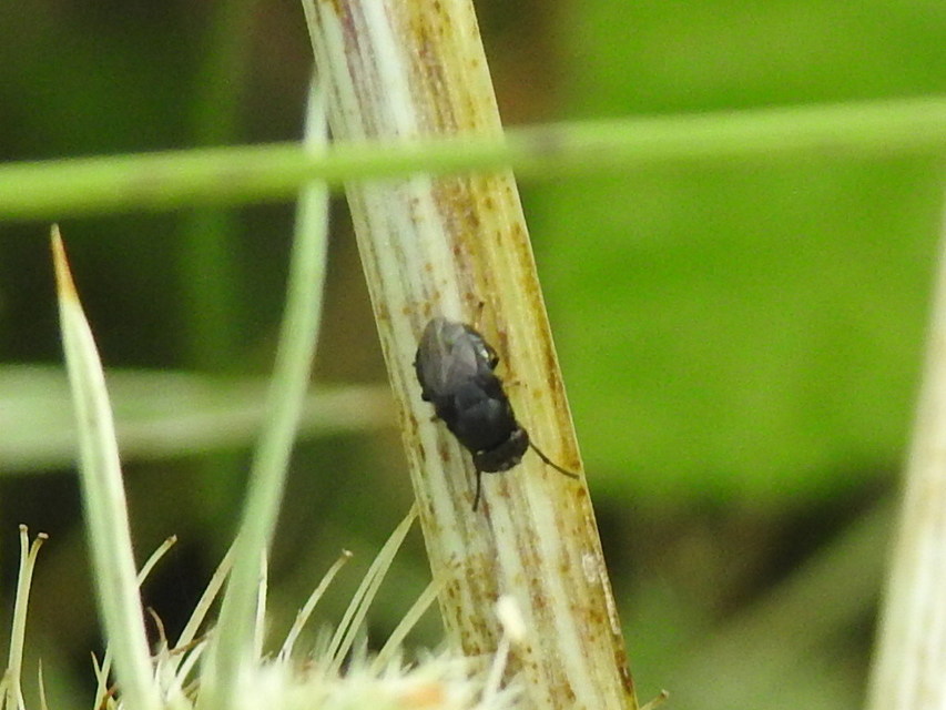 Discomyza incurva