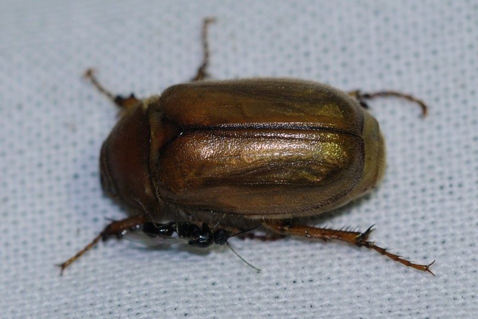 Amphimallon assimile - kis sárgacserebogár