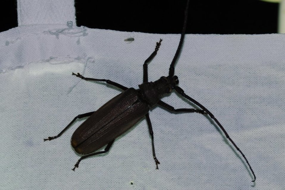Aegosoma scabricorne - diófacincér