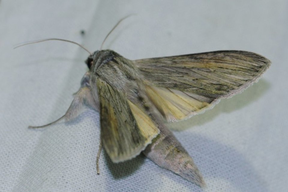 Cucullia umbratica - közönséges csuklyásbagoly