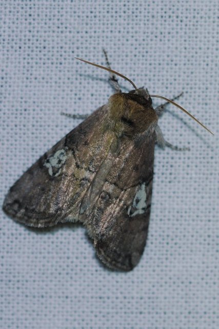 Tethea ocularis - pápaszemes pihésszövő
