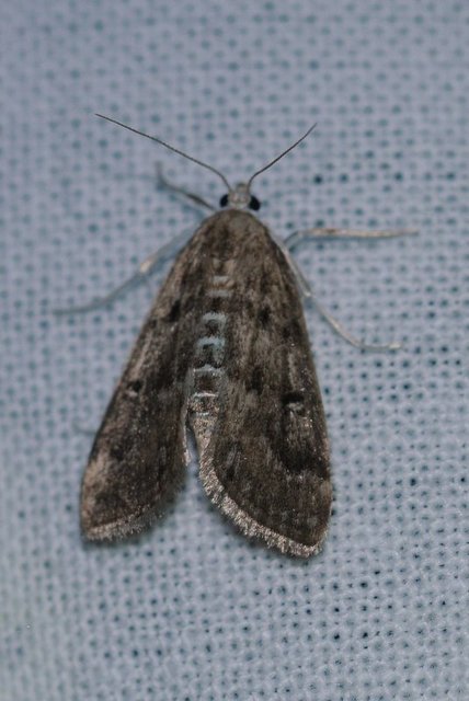 Parapoynx stratiotata - közönséges vízimoly