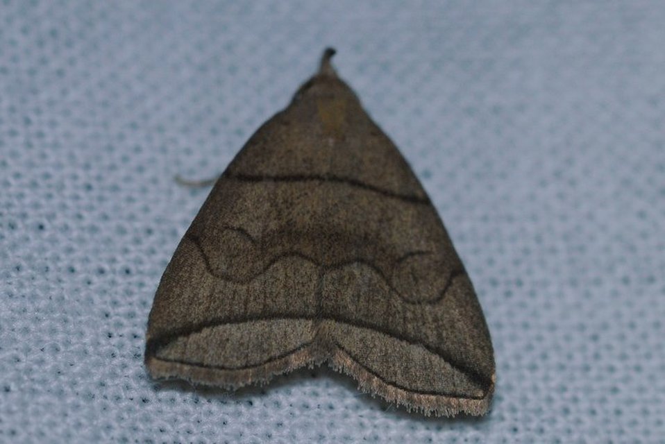 Herminia grisealis - ligeti karcsúbagoly