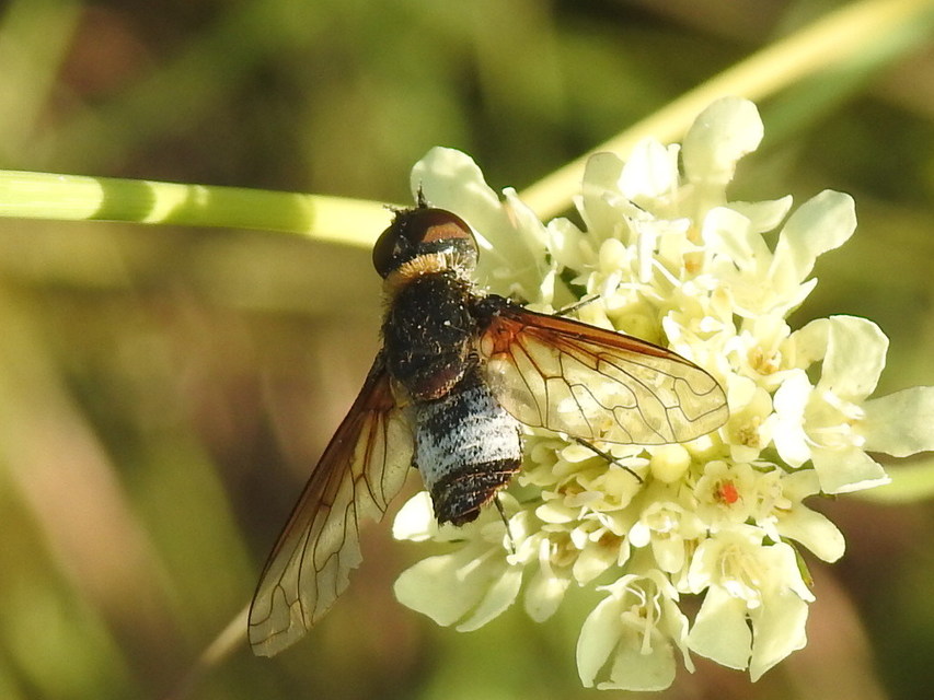 Exoprosopa dispar