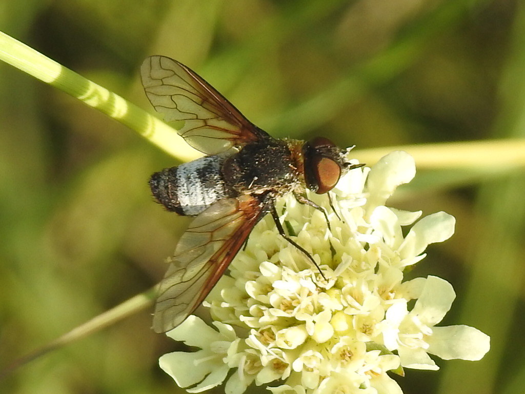 Exoprosopa dispar
