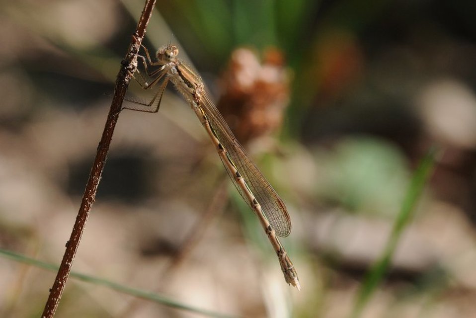 Sympecma fusca - téli rablószitakötő