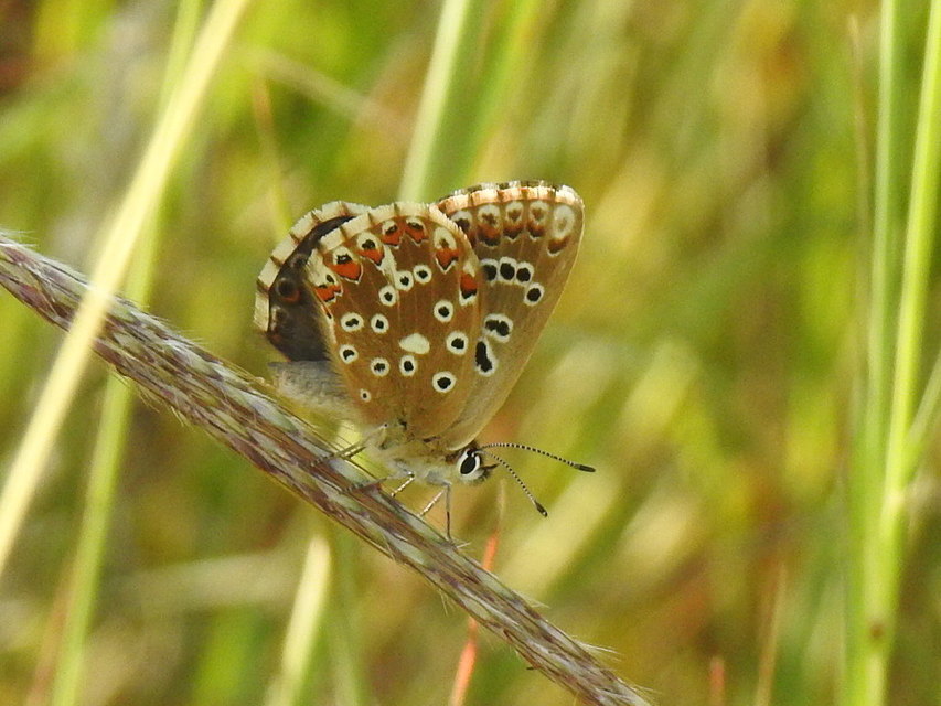 Polyommatus coridon - ezüstkék boglárka