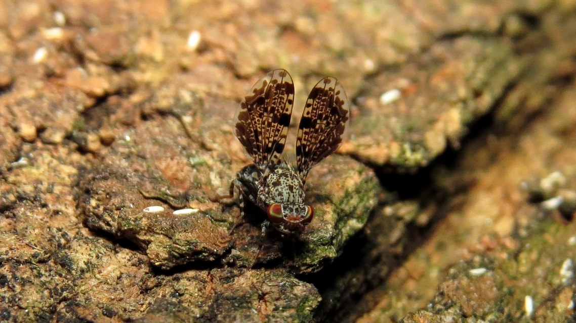 Callopistromyia annulipes - pávalégy