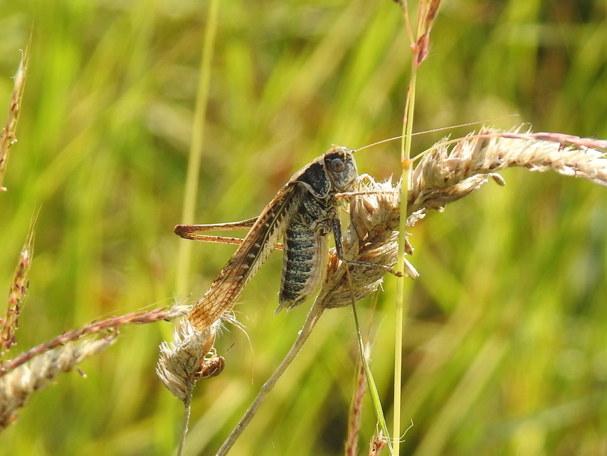 Platycleis affinis - púposhasú rétiszöcske
