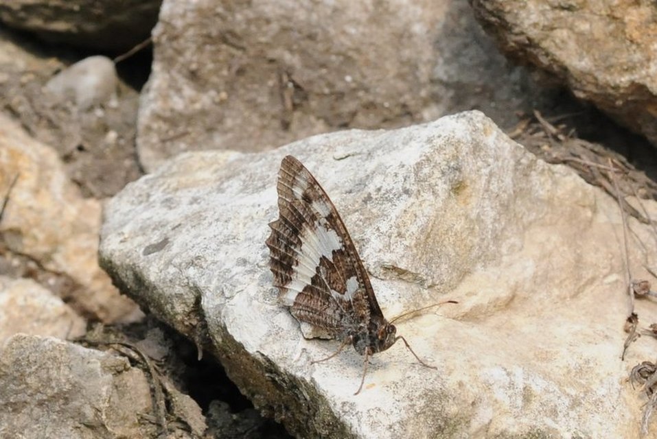 Brintesia circe - fehéröves szemeslepke