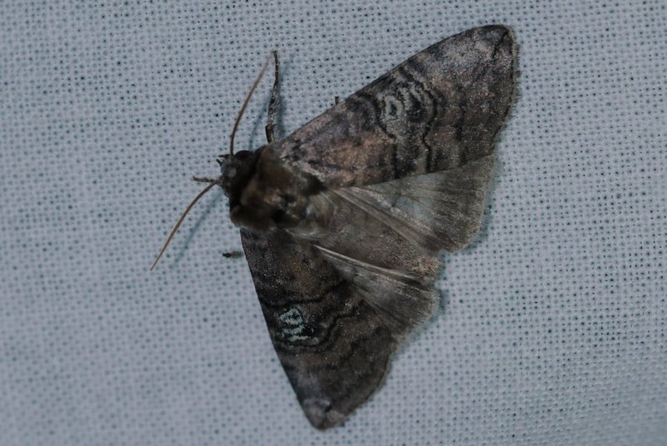 Tethea ocularis - pápaszemes pihésszövő