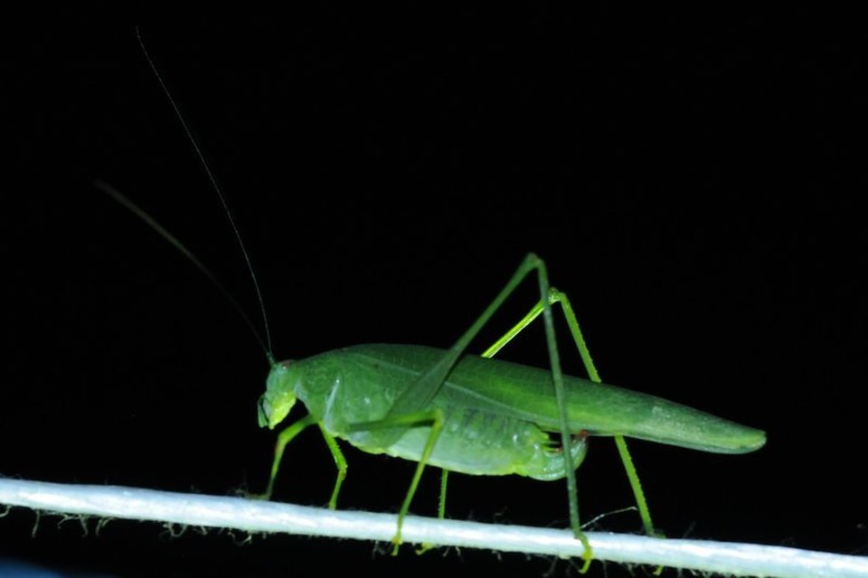 Phaneroptera nana - pontozott repülőszöcske