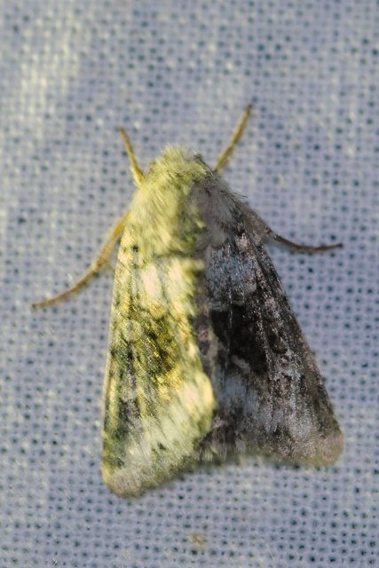 Hecatera bicolorata - világos kertibagoly