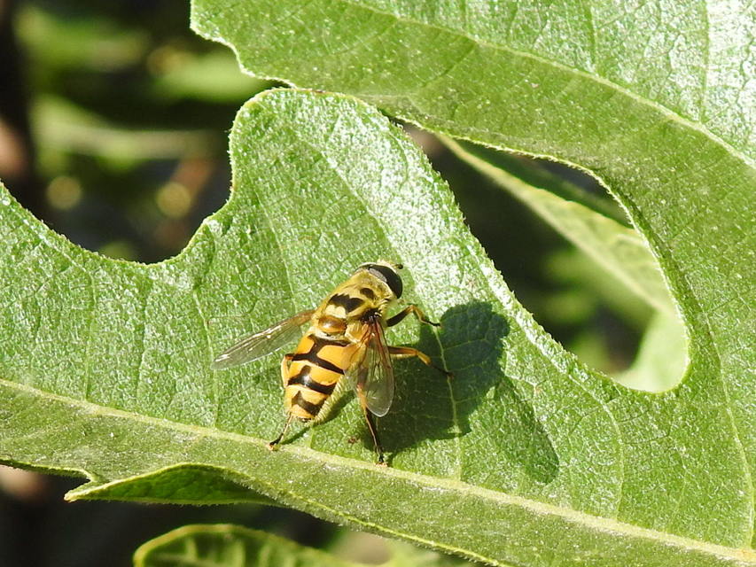 Myathropa florea - halálfejes odúlégy