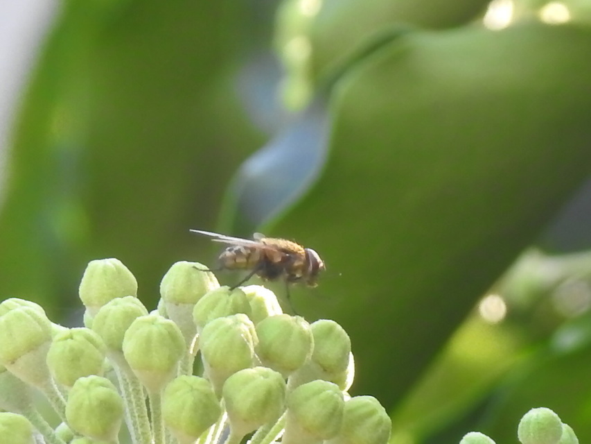 Pollenia