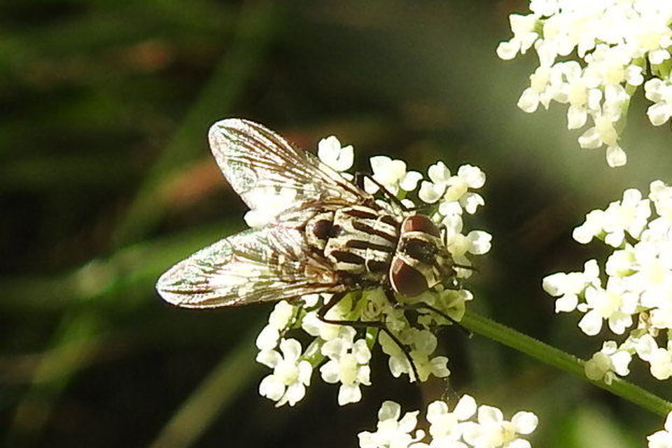 Graphomya maculata