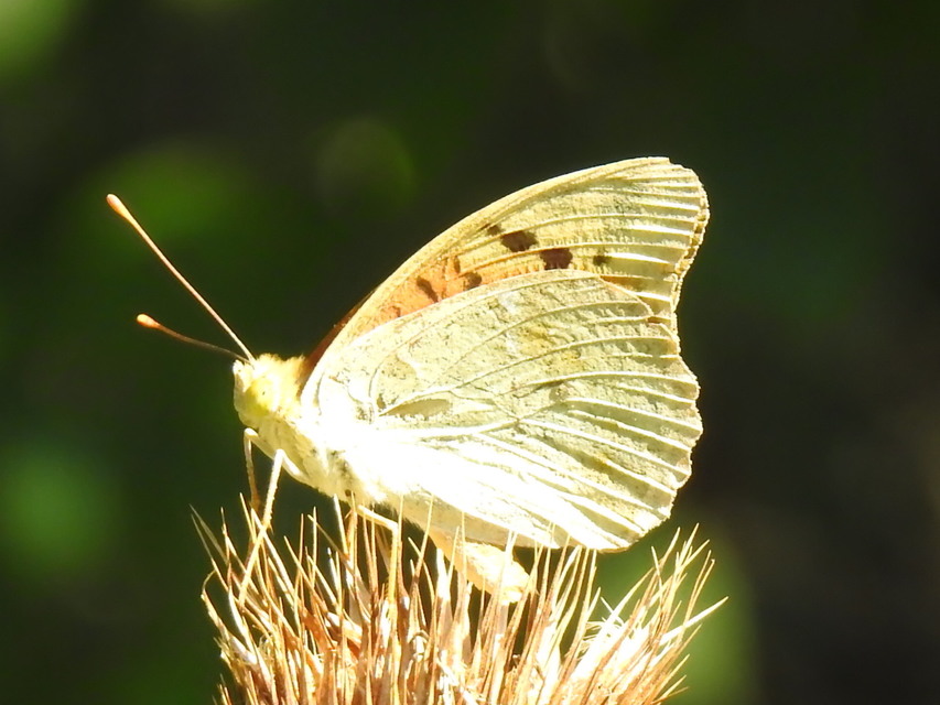 Argynnis pandora - zöldes gyöngyházlepke