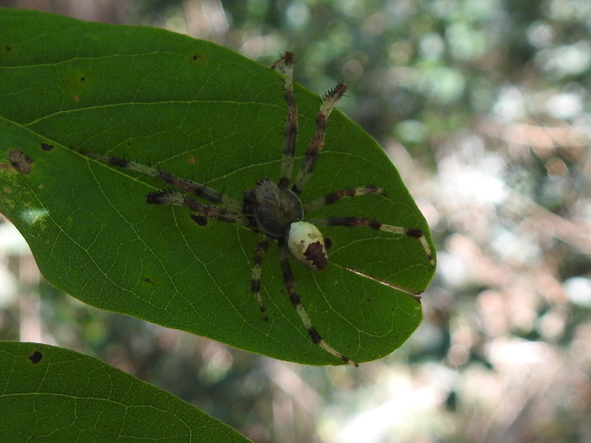 Araneus marmoreus - márványos keresztespók