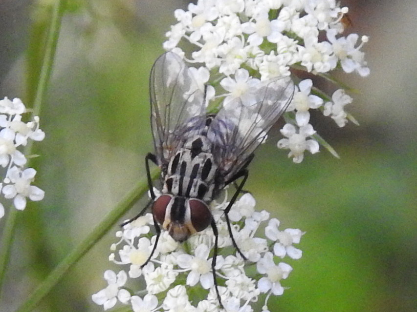 Graphomya maculata