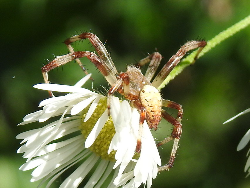 Araneus marmoreus - márványos keresztespók