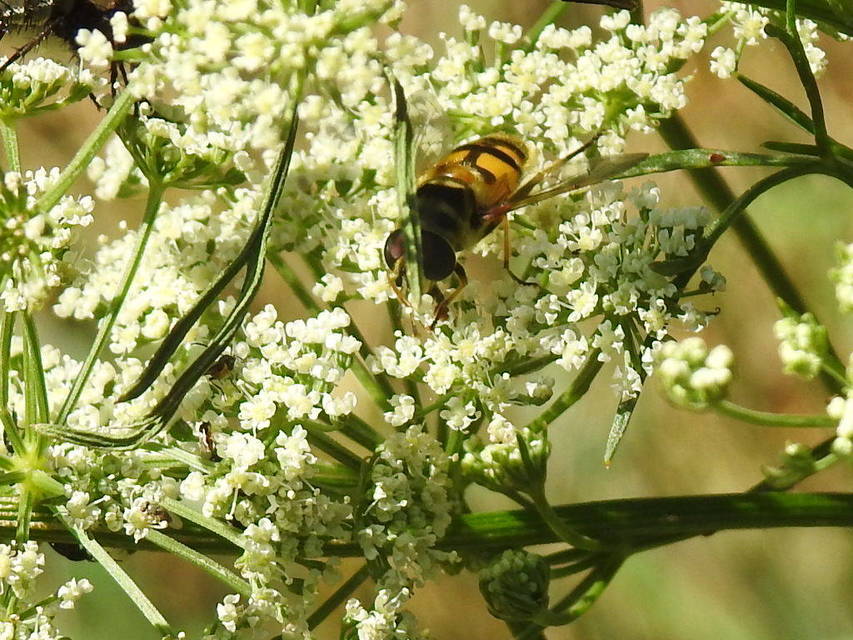Myathropa florea - halálfejes odúlégy