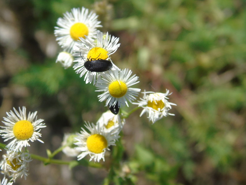 Podonta nigrita - szerecsenbogár
