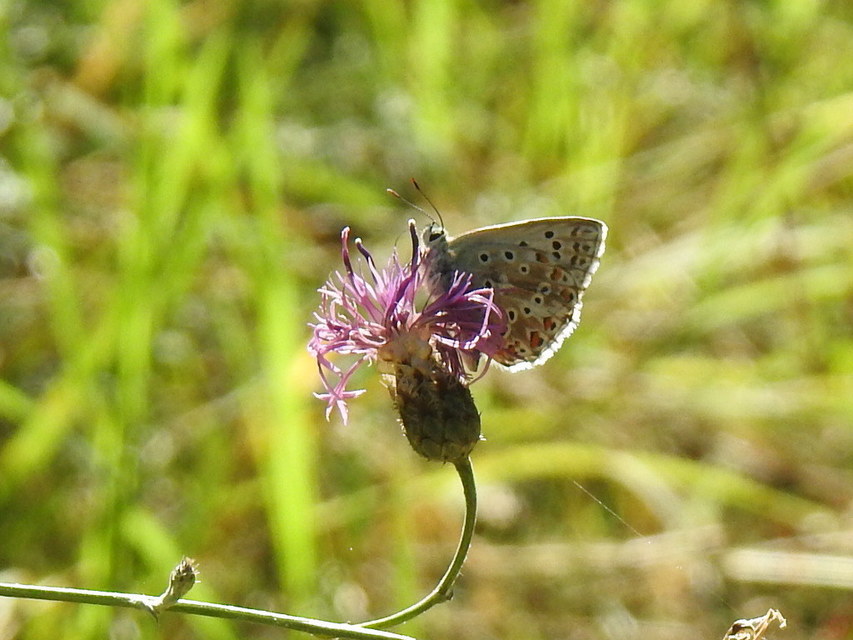 Polyommatus coridon - ezüstkék boglárka