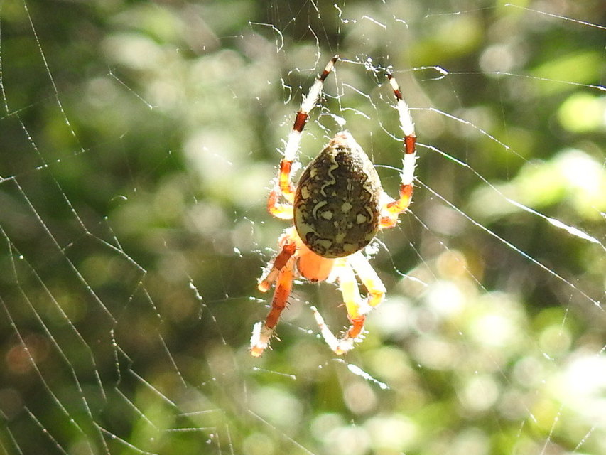 Araneus marmoreus - márványos keresztespók