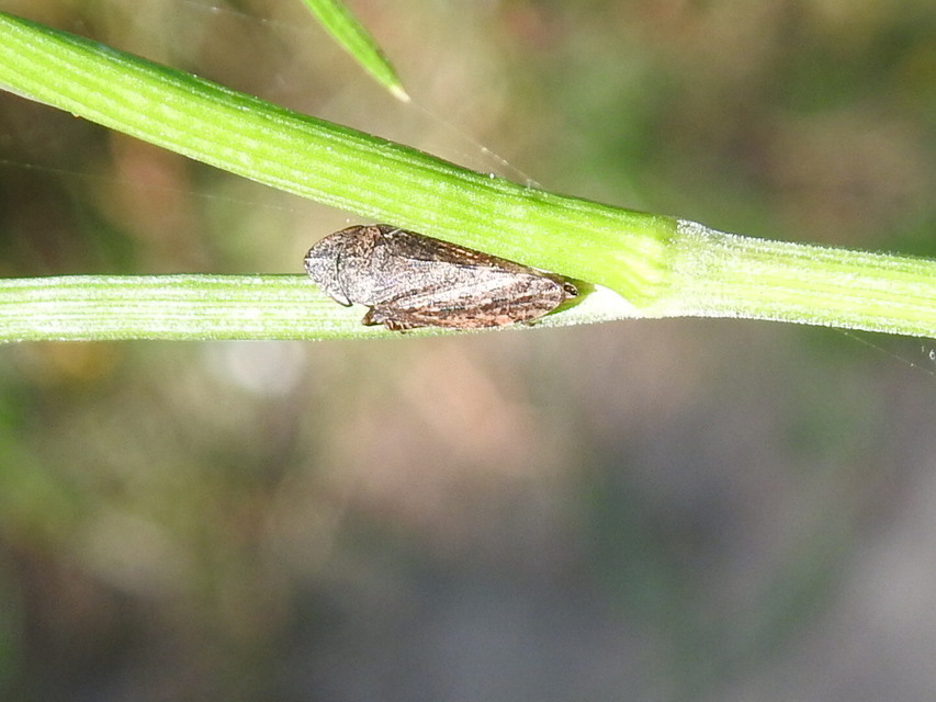 Aphrodes