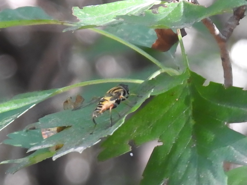 Helophilus