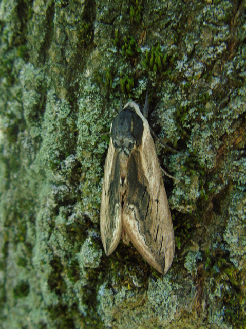 Sphinx ligustri - fagyalszender