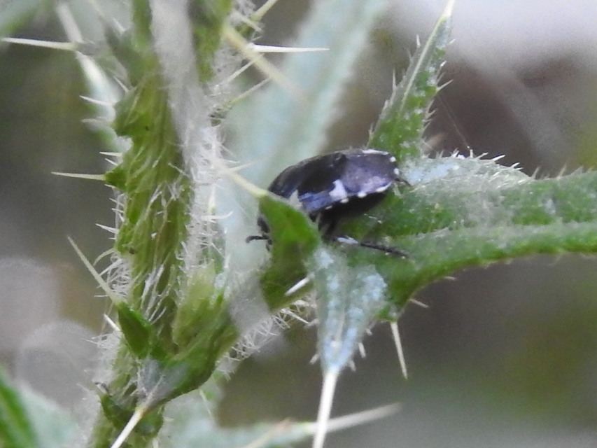 Tritomegas sexmaculatus - hatfoltos földipoloska
