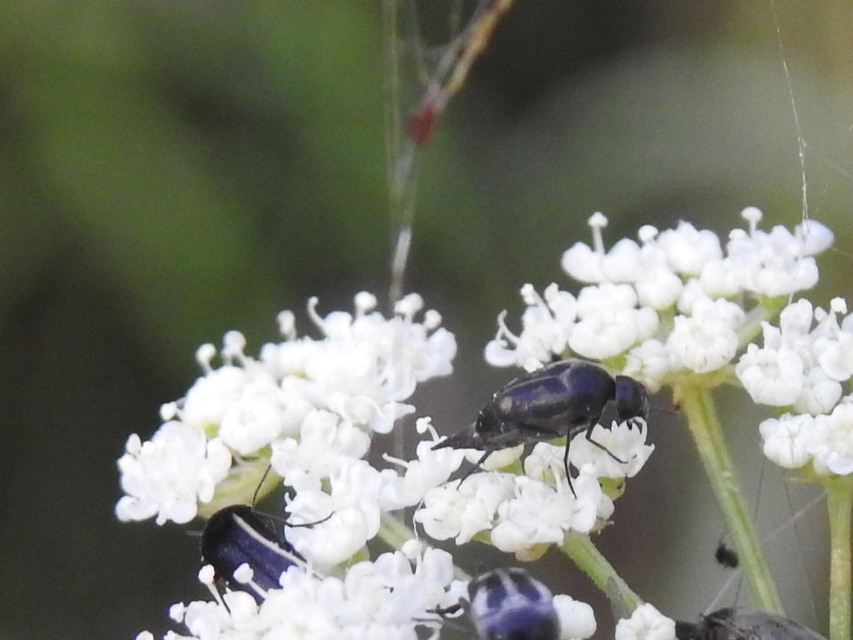 Variimorda villosa - szalagos maróka