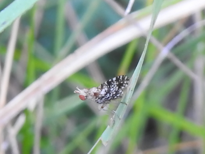 Trypetoptera punctulata - pirosszemű szarvaslégy