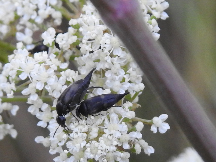 Variimorda villosa - szalagos maróka