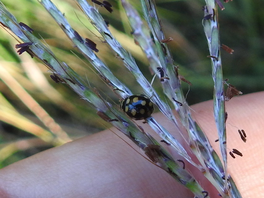 Coccinula quatuordecimpustulata - feketesárga katóka