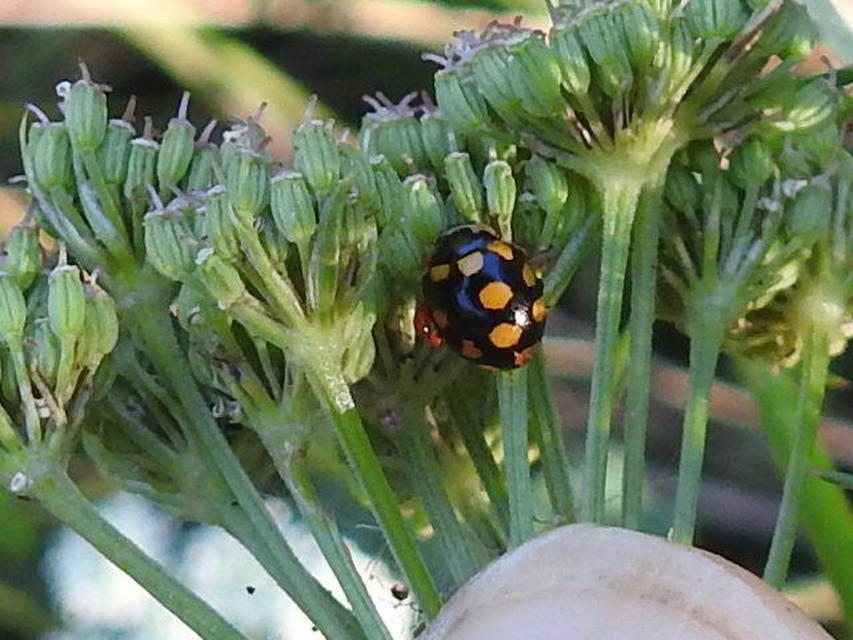 Coccinula quatuordecimpustulata - feketesárga katóka
