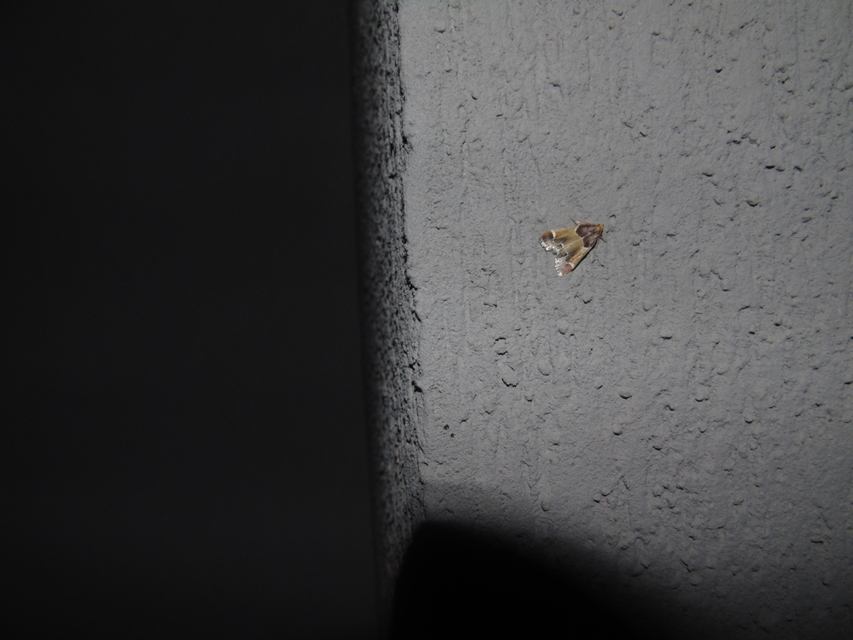 Pyralis farinalis - lisztilonca