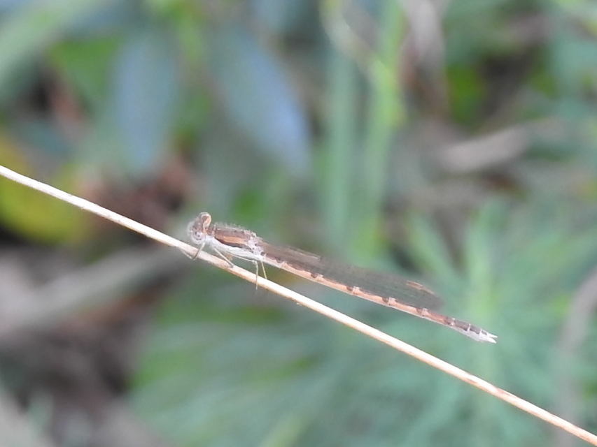 Sympecma fusca - téli rablószitakötő