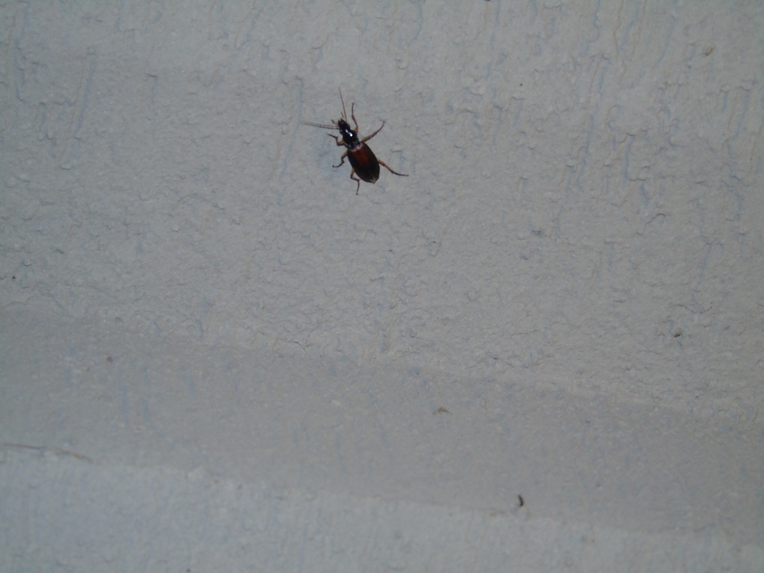 Dolichus halensis - hantfutó