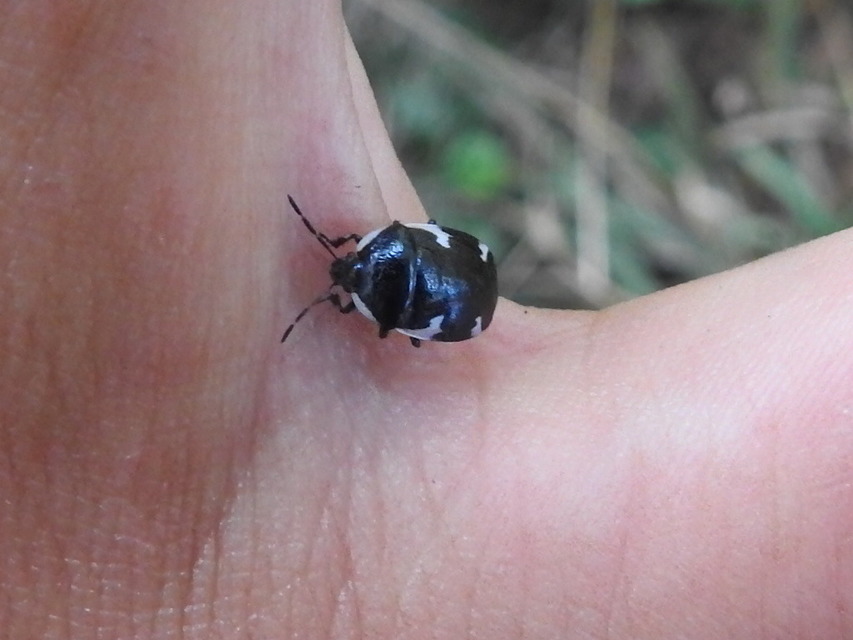 Tritomegas sexmaculatus - hatfoltos földipoloska