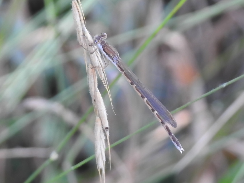 Sympecma fusca - téli rablószitakötő