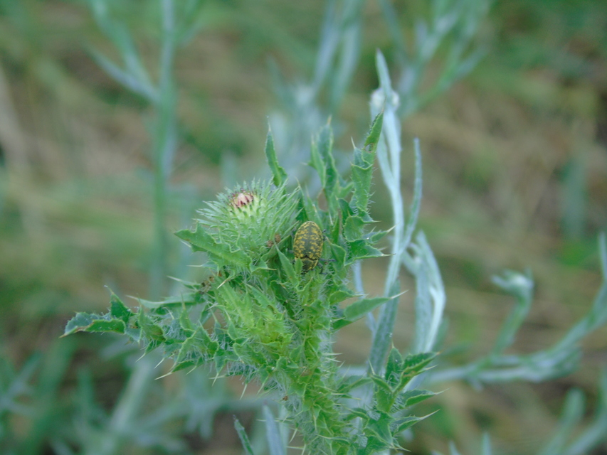 Larinus sturnus - aszat-púderbarkó