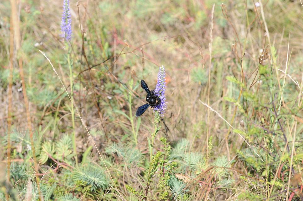 Xylocopa valga - gyakori fadongó